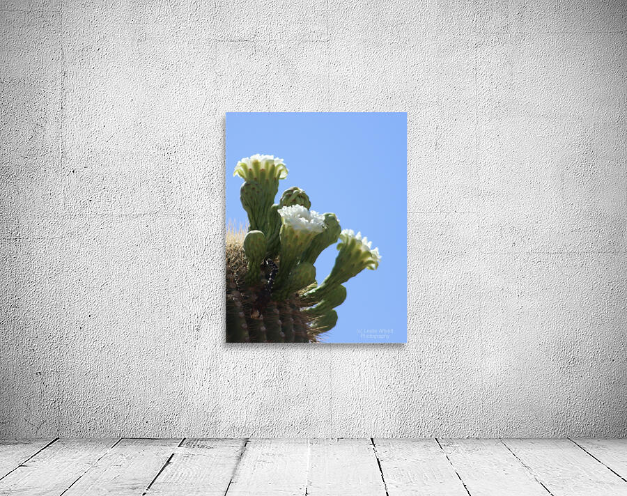 Saguaro Bloom Wall Preview