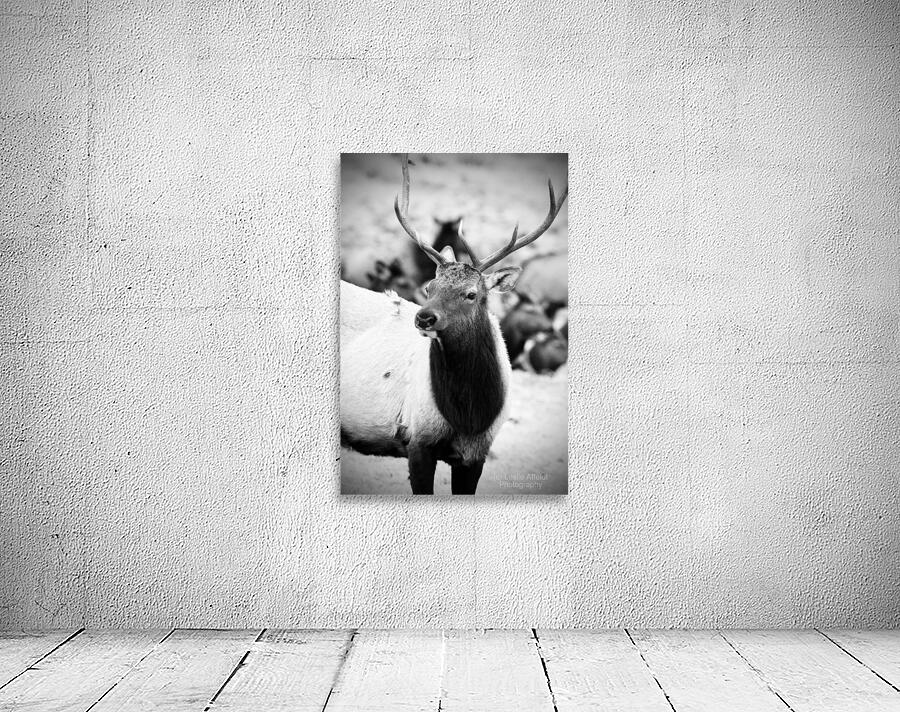 Elk Wall Preview