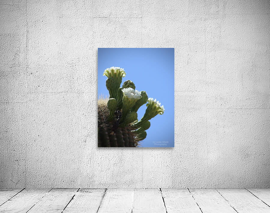 Saguaro Blossom Wall Preview