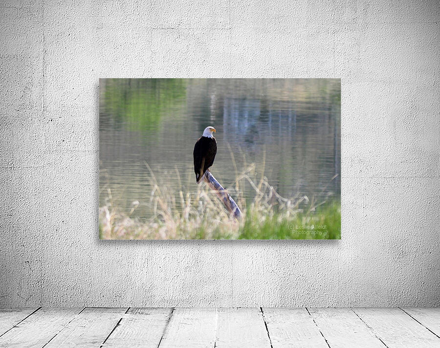Bald Eagle on the Columbia Wall Preview