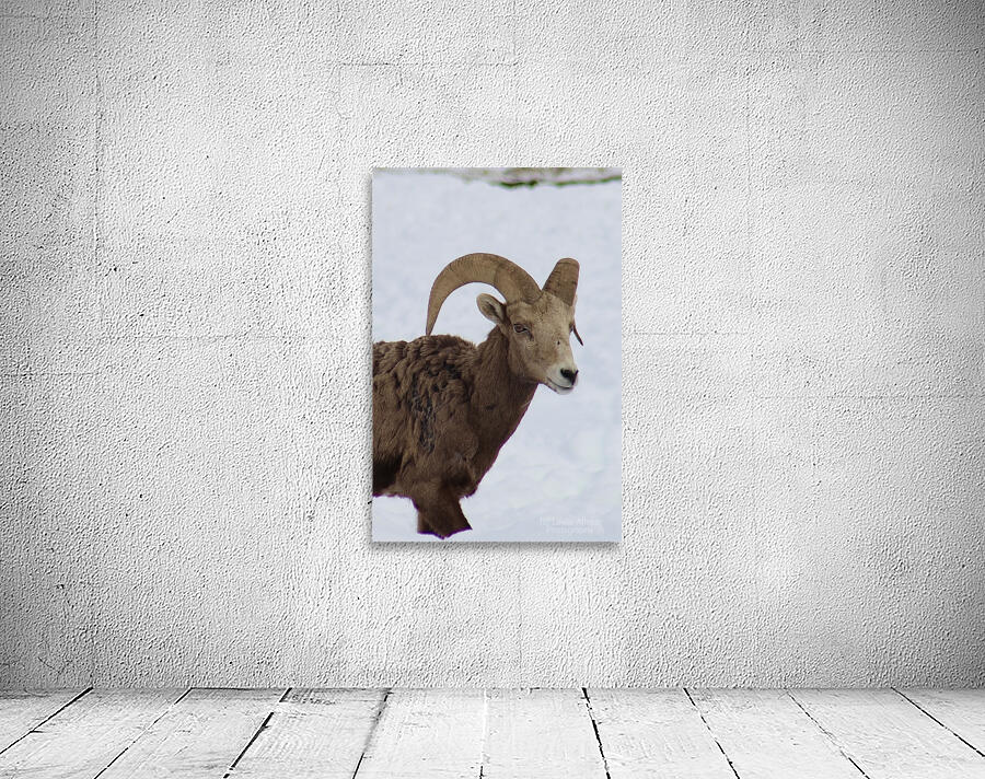 Big Horn Sheep Wall Preview