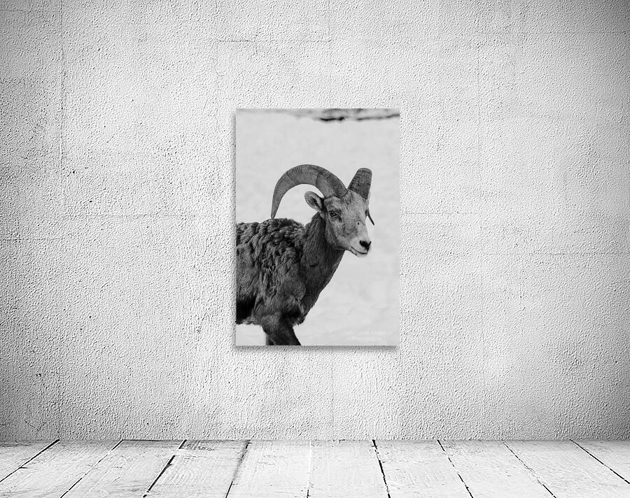 Big Horn Sheep B & W Wall Preview