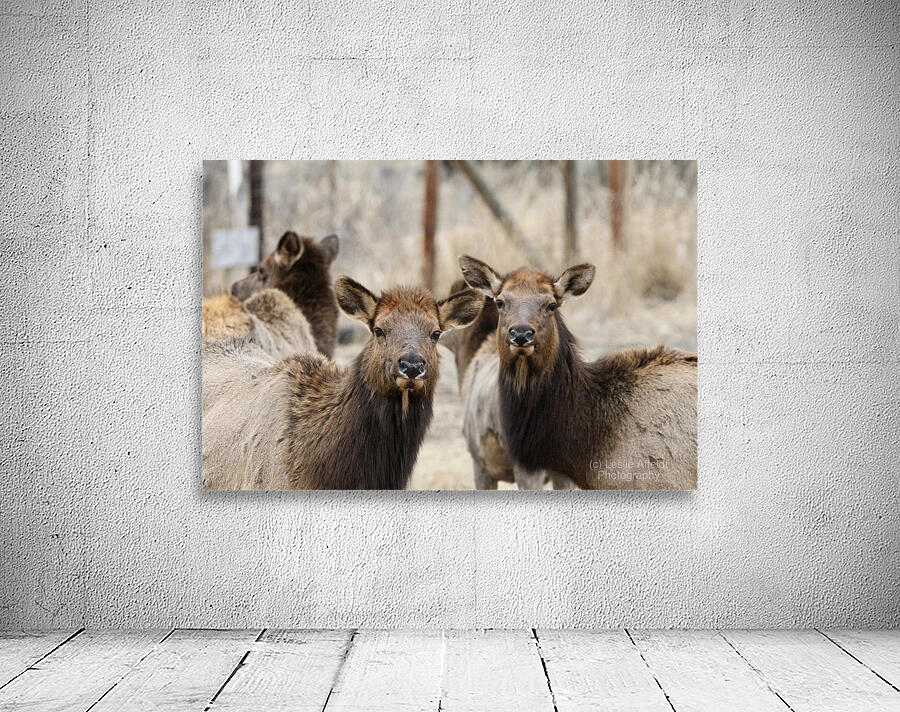 Lady Elks Wall Preview