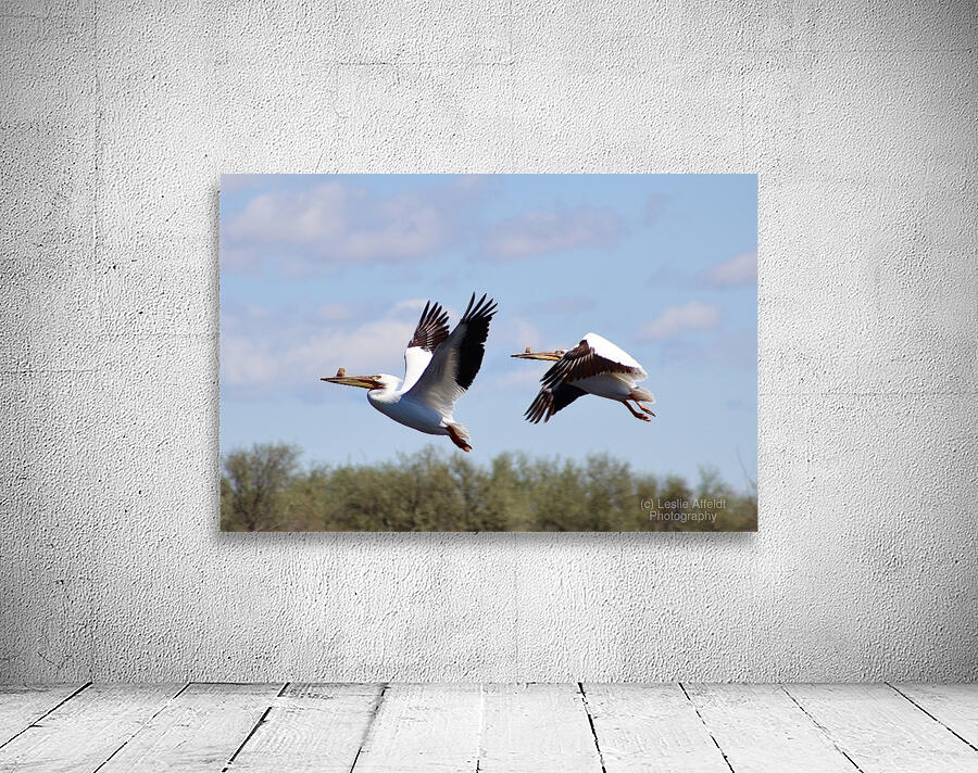 Pelicans Wall Preview