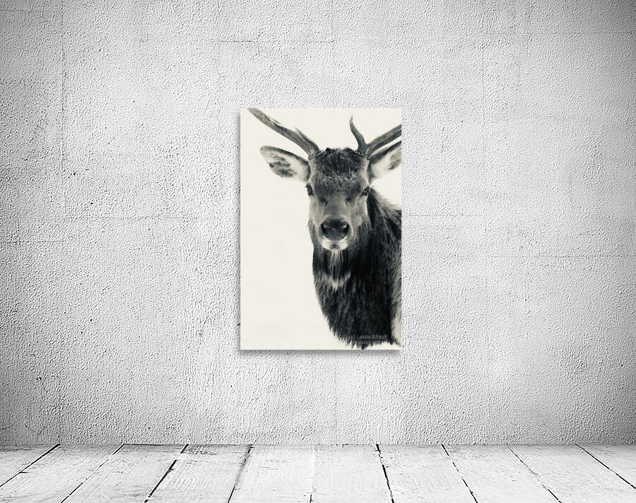 Elk in Black and White  Wall Preview