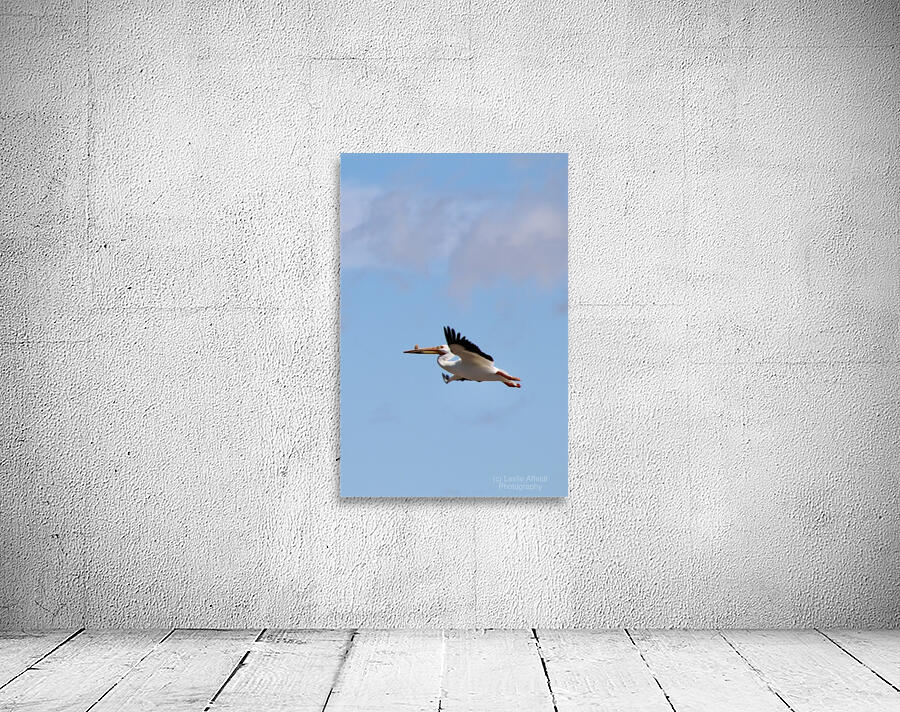 Pelican flight Wall Preview