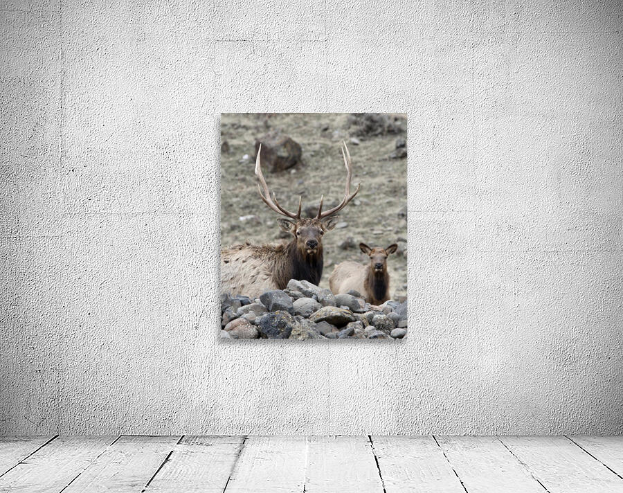 IMG 3516 Wall Preview