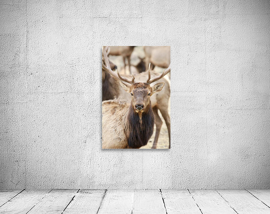 Elk Season Wall Preview