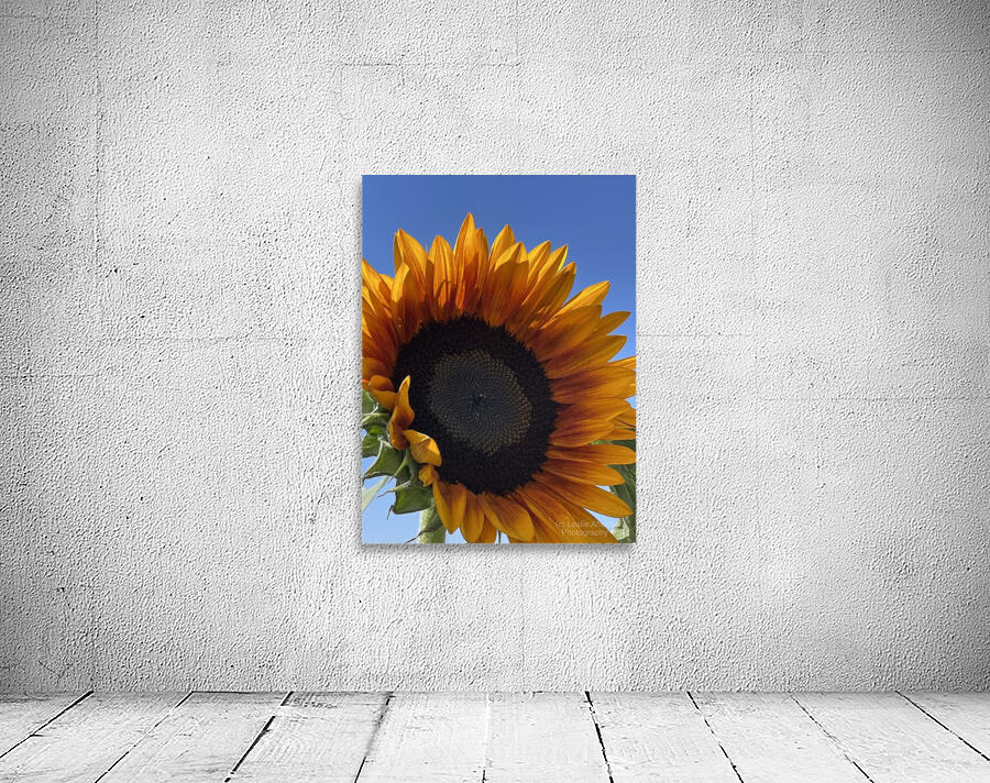 Big Sunflower Wall Preview