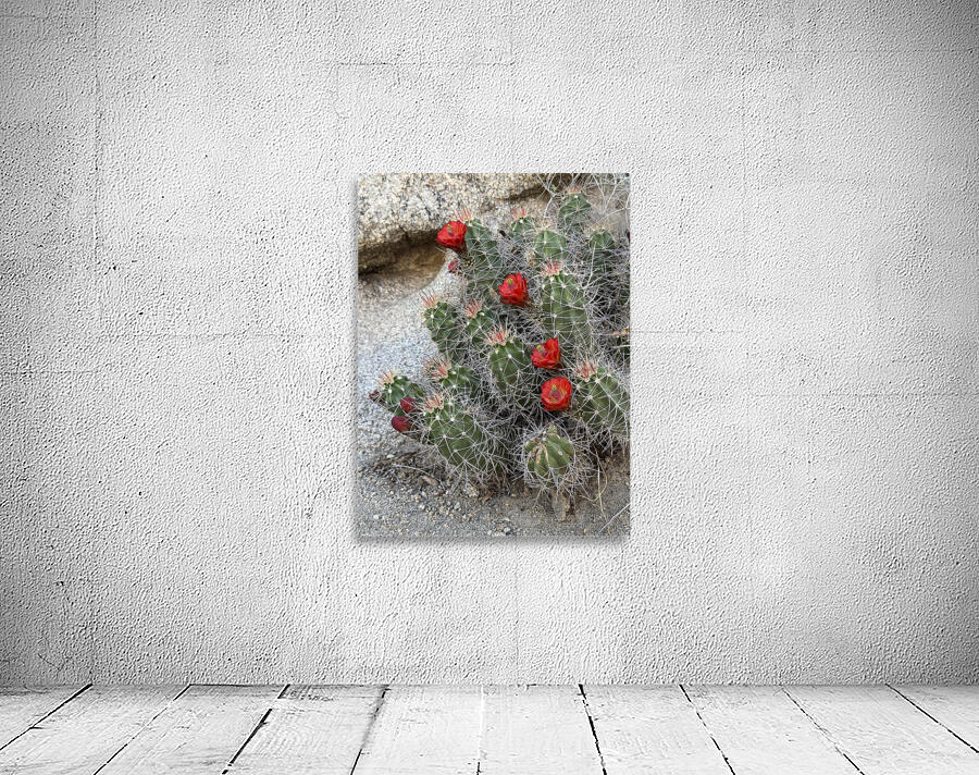 Cactus Bloom -Red Wall Preview