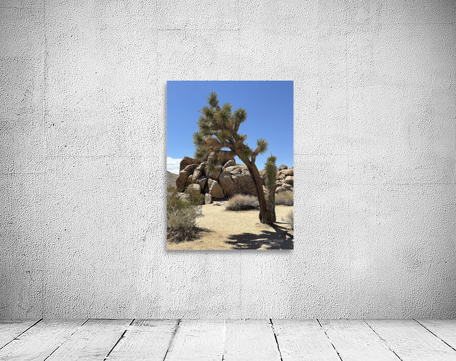 Joshua Tree -1 Wall Preview
