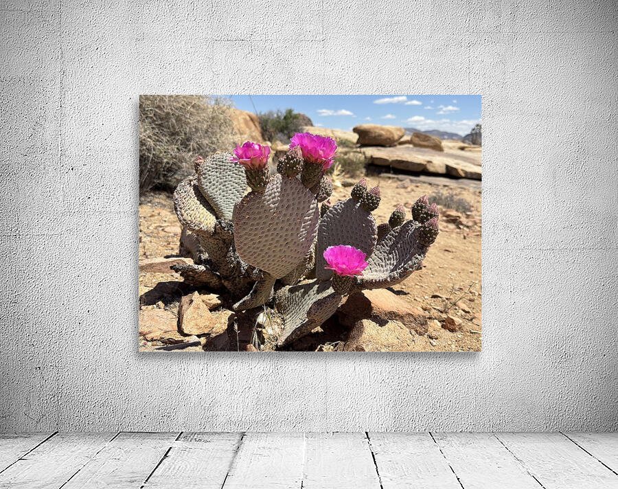 Cactus Bloom Wall Preview
