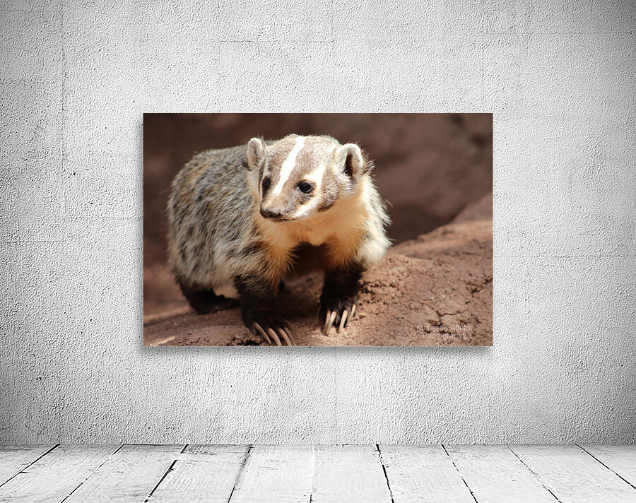 Badger -3 Wall Preview