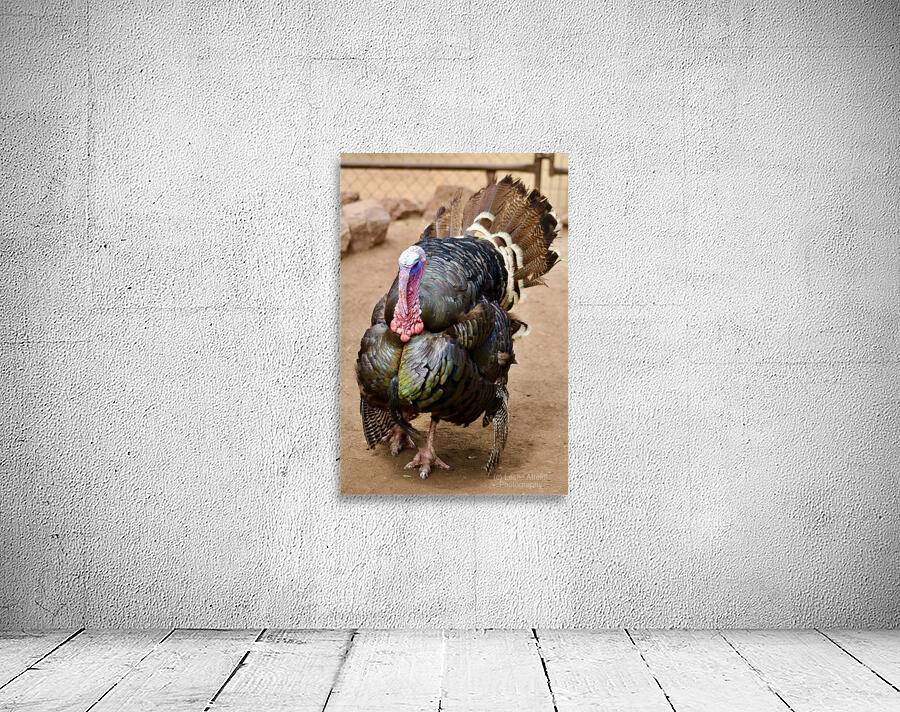 Wild Turkey Wall Preview