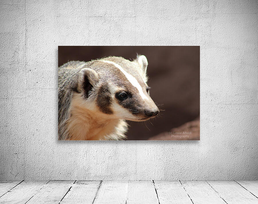 Badger -2 Wall Preview