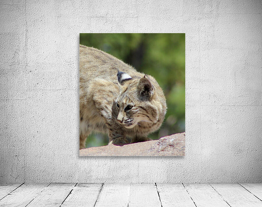 Bobcat -1 Wall Preview