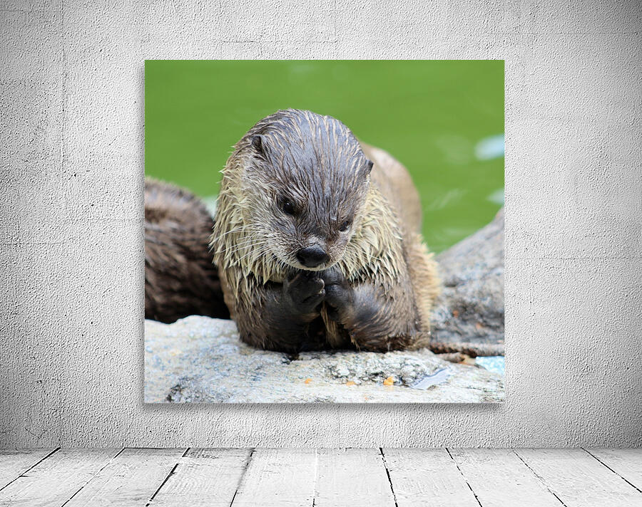 River Otter Wall Preview