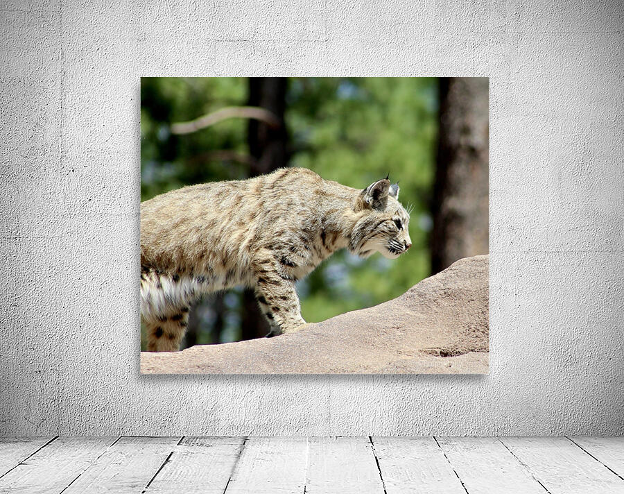 Bobcat -2 Wall Preview