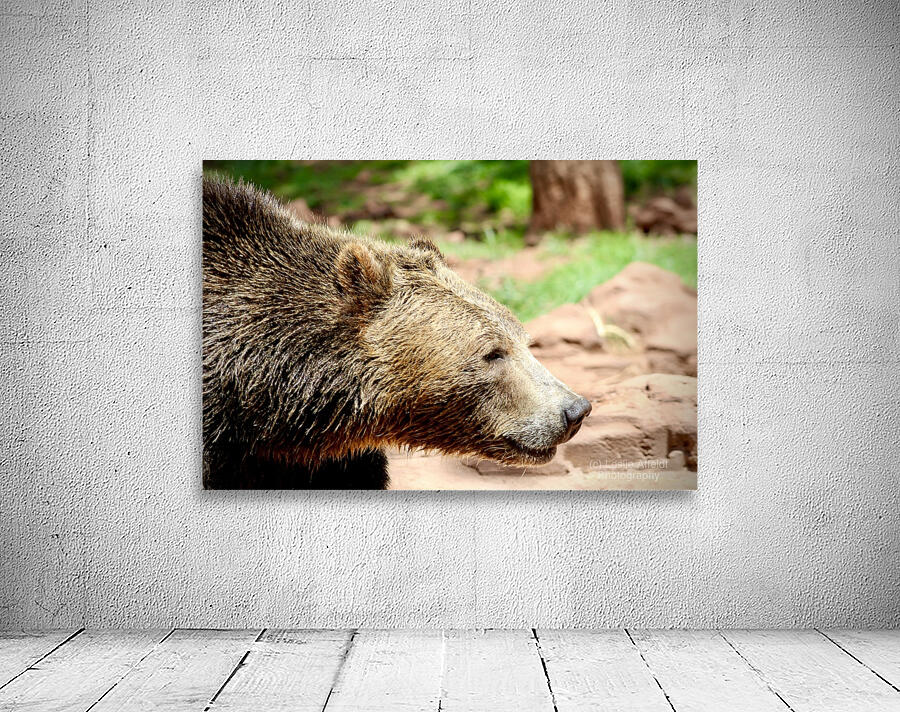 Brown Bear -1 Wall Preview