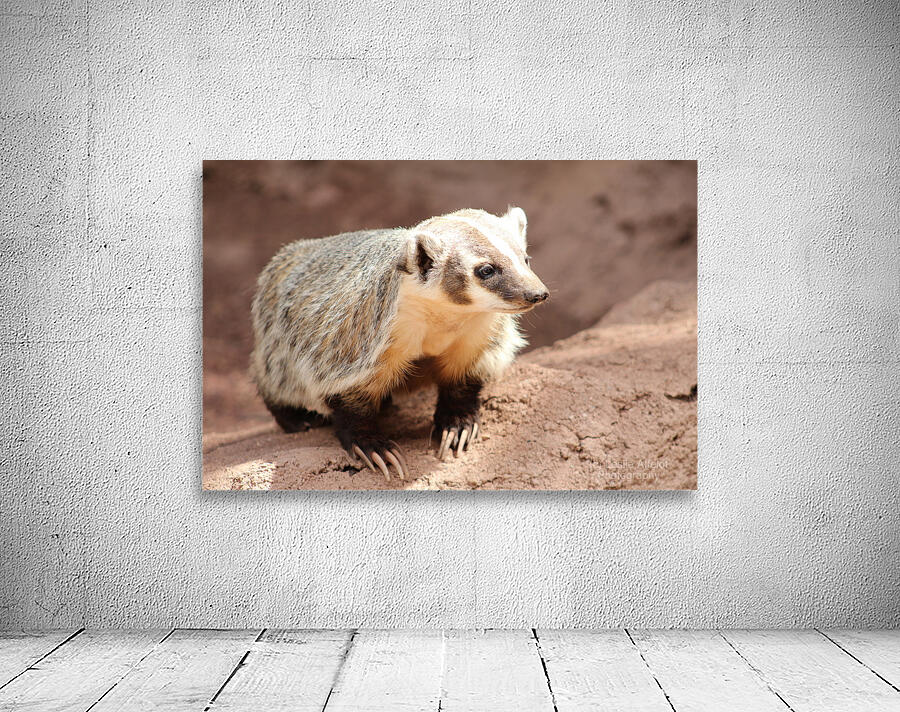 Badger -1 Wall Preview