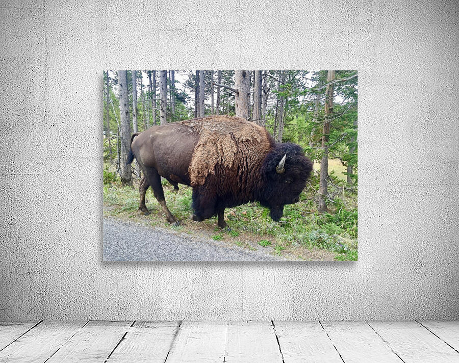 Yellowstone Bison Wall Preview