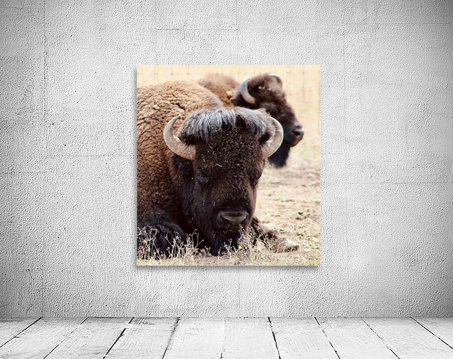 Bison in Arizona  Wall Preview