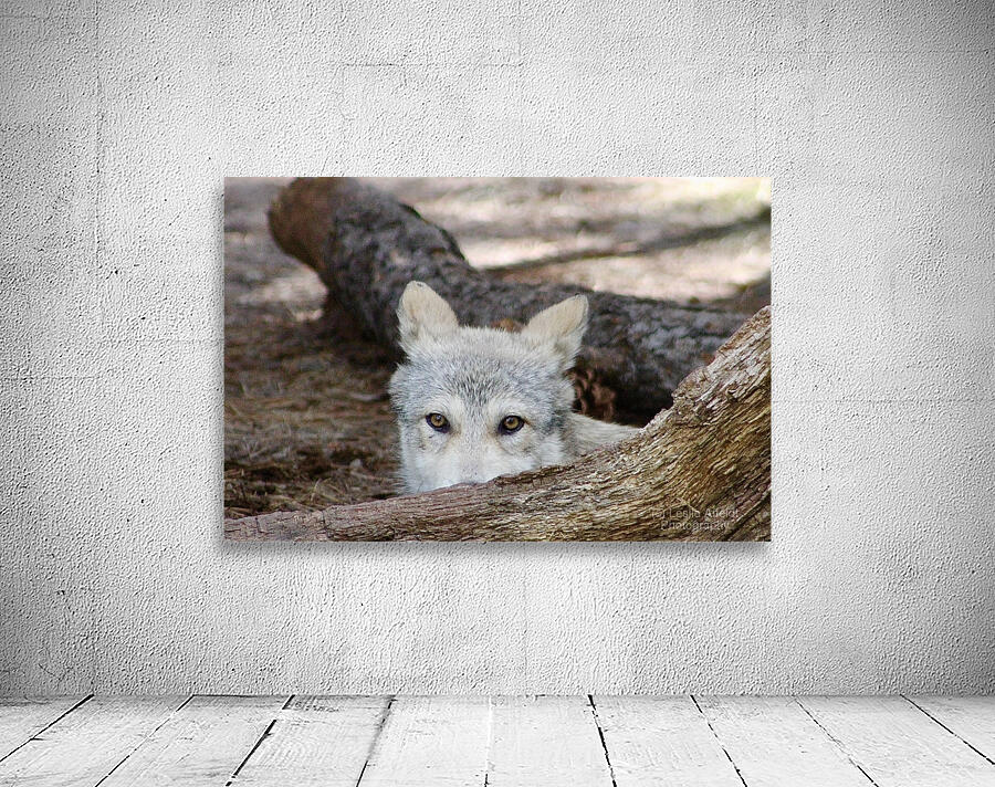 Wolf Hiding Wall Preview