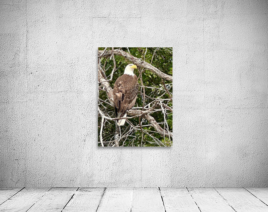 Bald Eagle in tree Wall Preview
