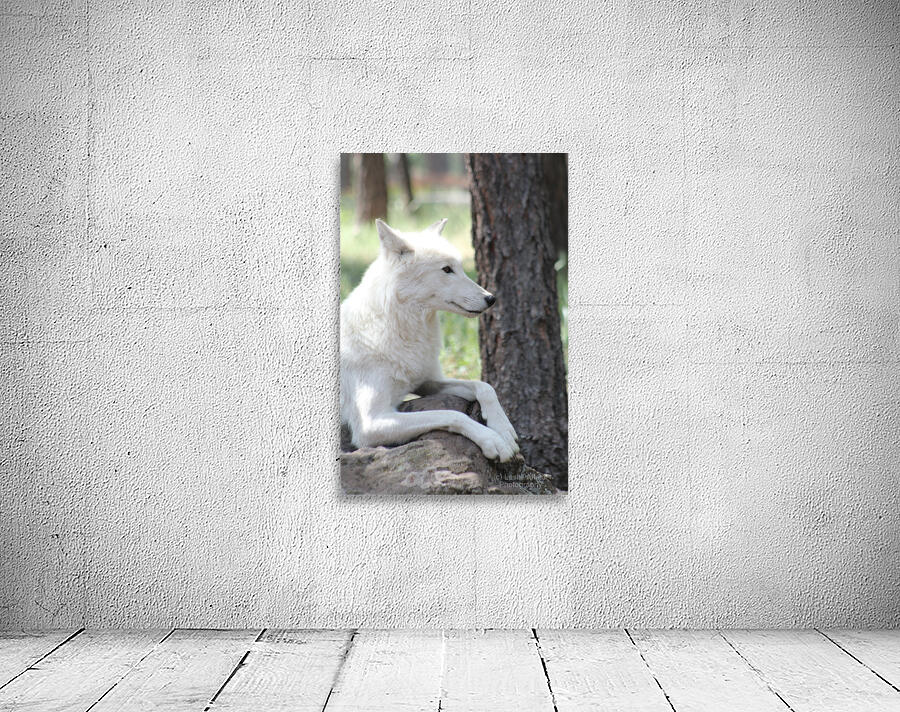 White Wolf Wall Preview
