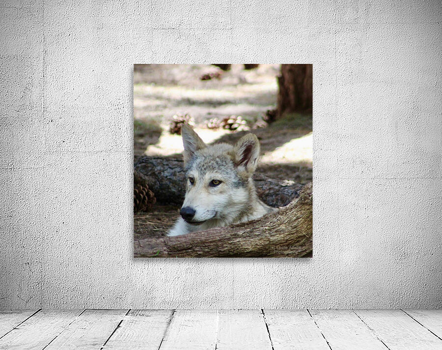 Young Wolf Wall Preview