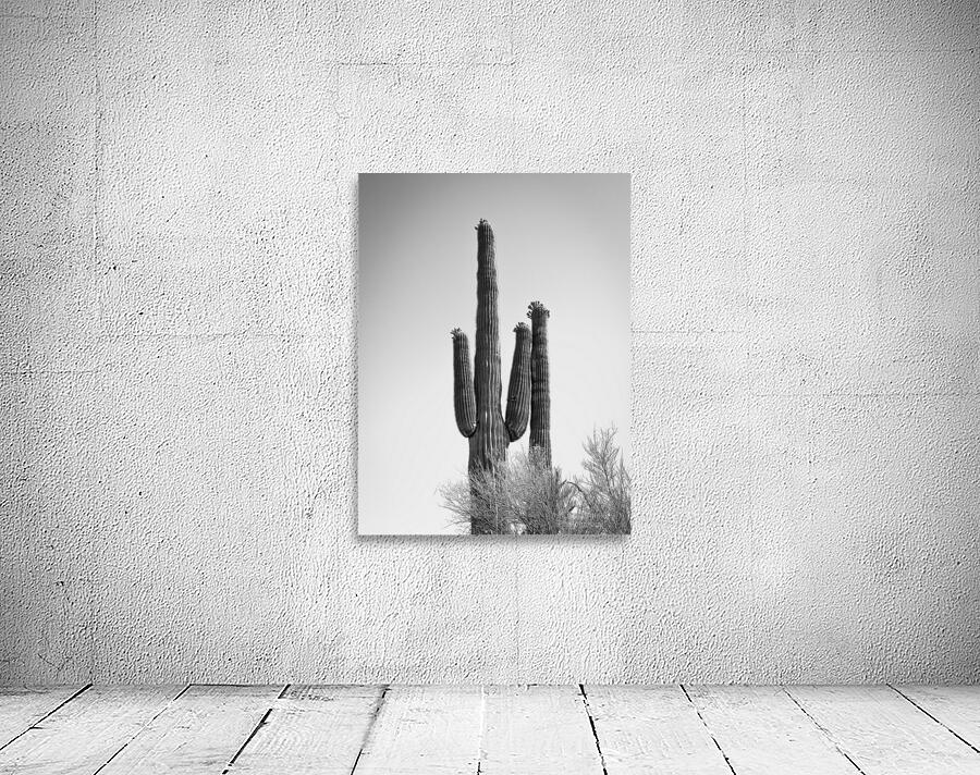 Saguaro Dream in black and white -1 Wall Preview