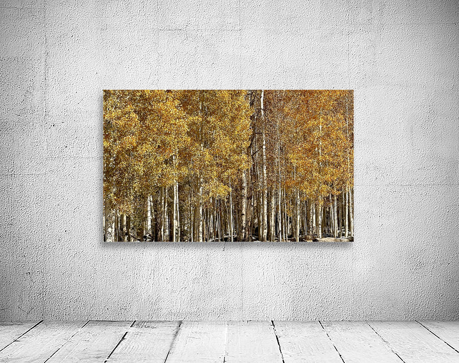 IMG 9899 Wall Preview