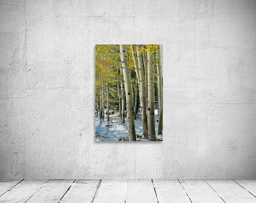 Aspens in Flagstaff -2 Wall Preview