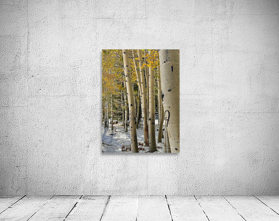 Aspens in Flagstaff -1 Wall Preview