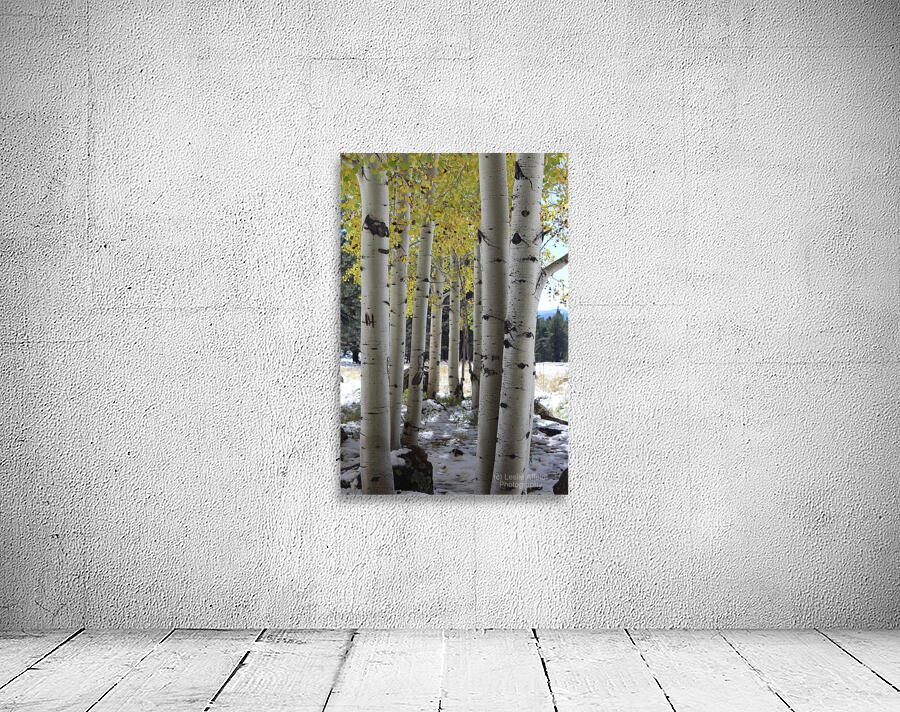 Aspens in Flagstaff Wall Preview