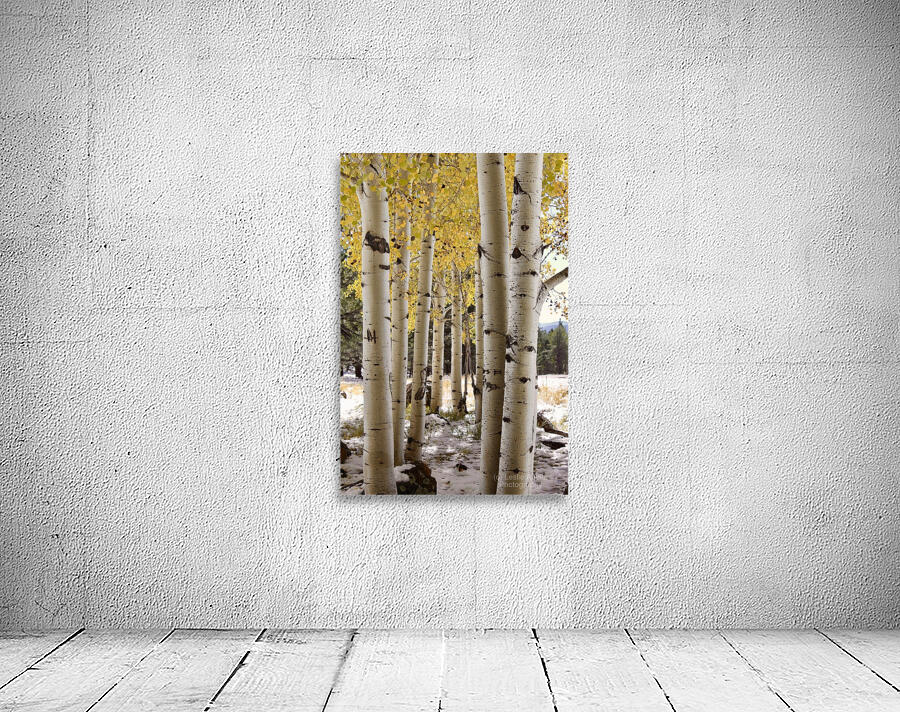 IMG 4712 Wall Preview