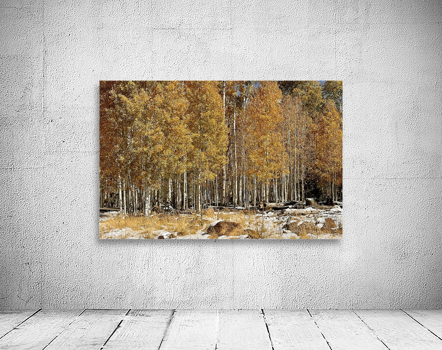 IMG 9899 Wall Preview