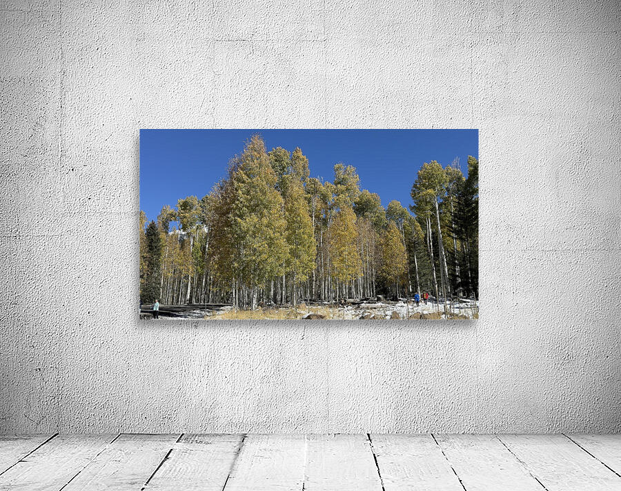 IMG 9898 Wall Preview