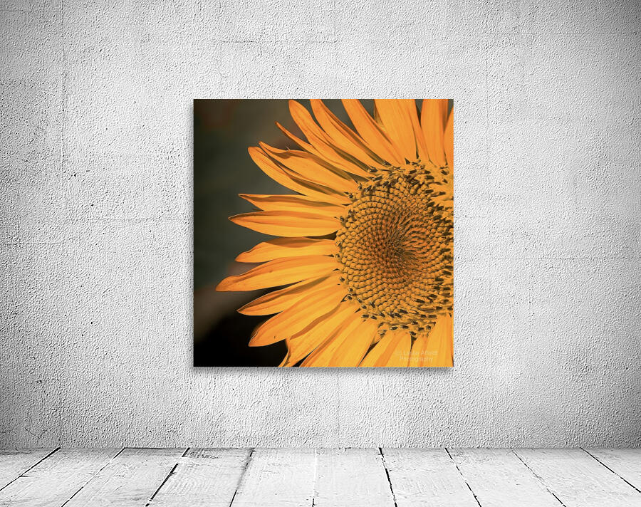 Close up Sunflower Wall Preview