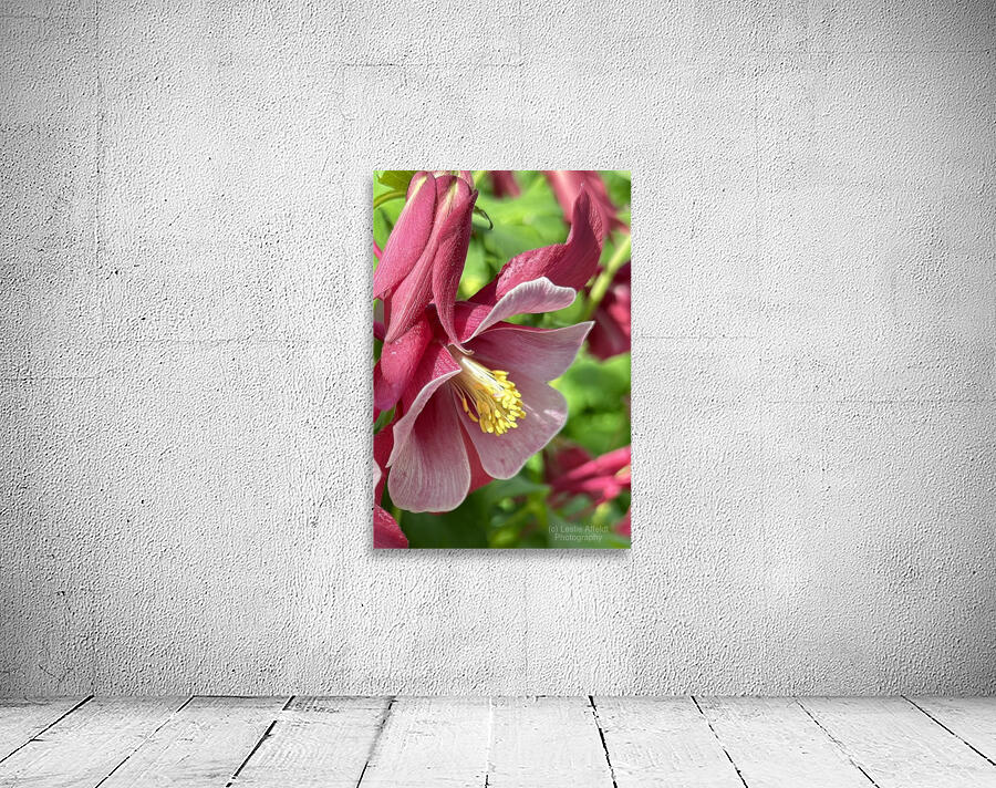 Columbine Bloom Wall Preview