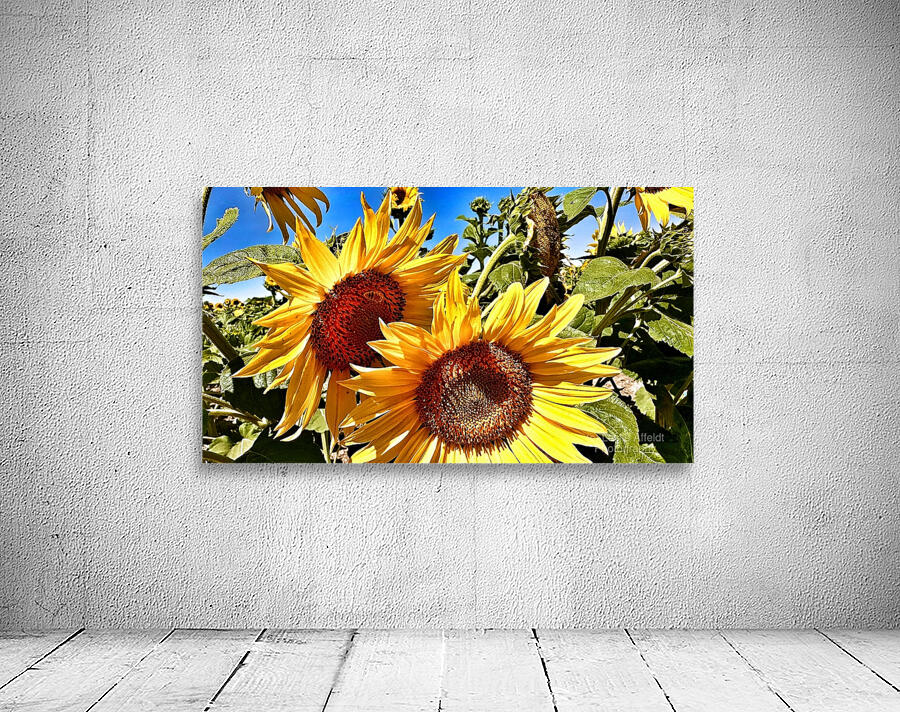 Sunflower Drama Wall Preview