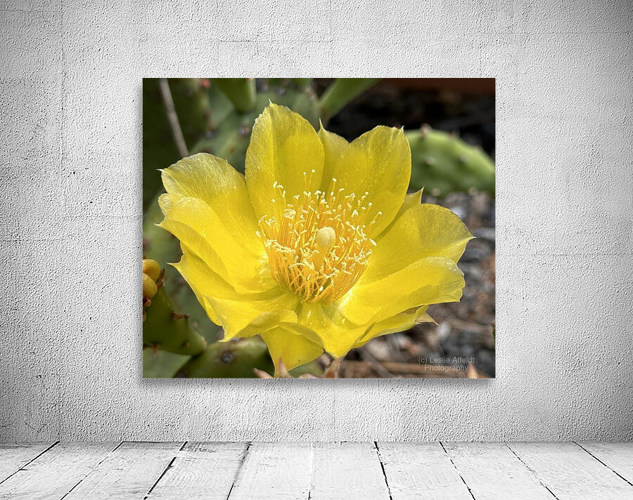 Prickly Pear Bloom -2 Wall Preview