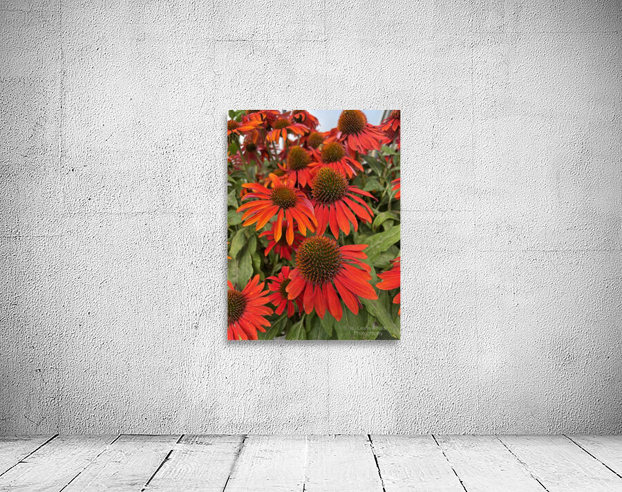 Coneflower Wall Preview