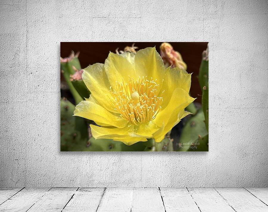 Prickly Pear Bloom -1 Wall Preview