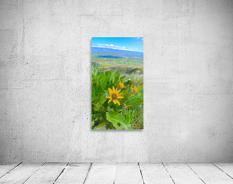 Balsam Root featuring the Kittitas Valley backround Wall Preview