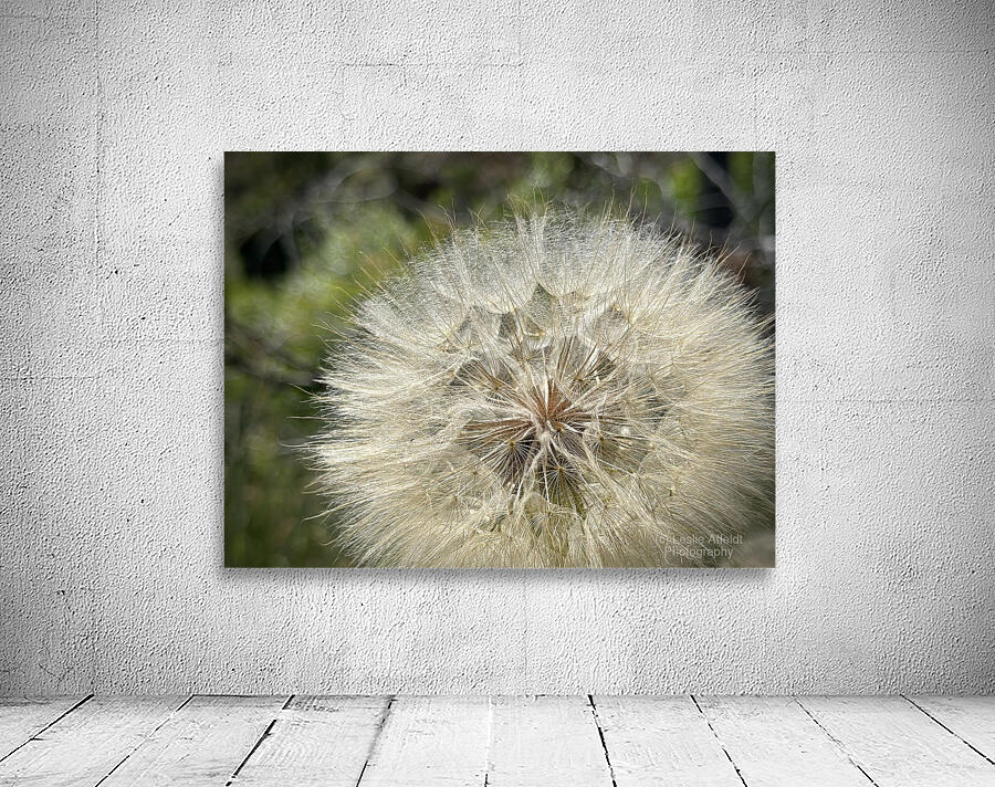 Dandelion Head Wall Preview