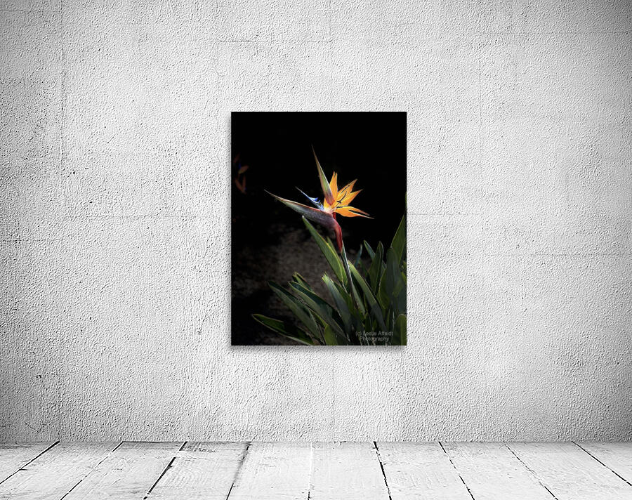 Bird of Paradise Wall Preview