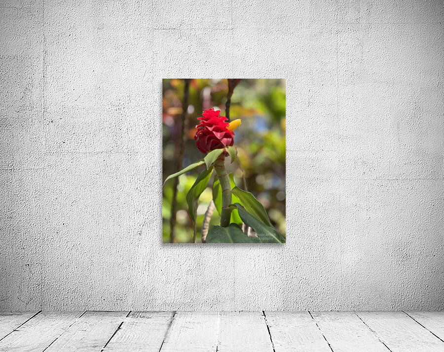 Spiral Ginger Wall Preview