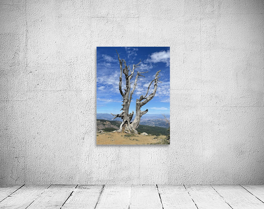 Tree overlooking Wenatchee Wall Preview