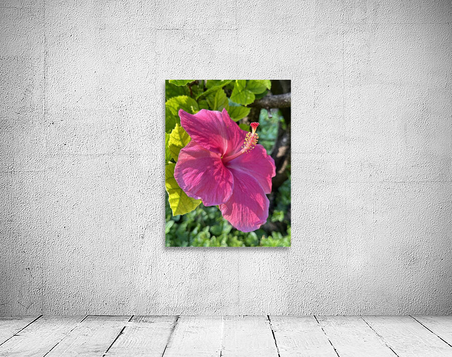 Pink Hibiscus Wall Preview